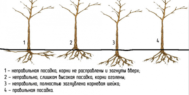 Self-fertile varieties of plums for the Leningrad region