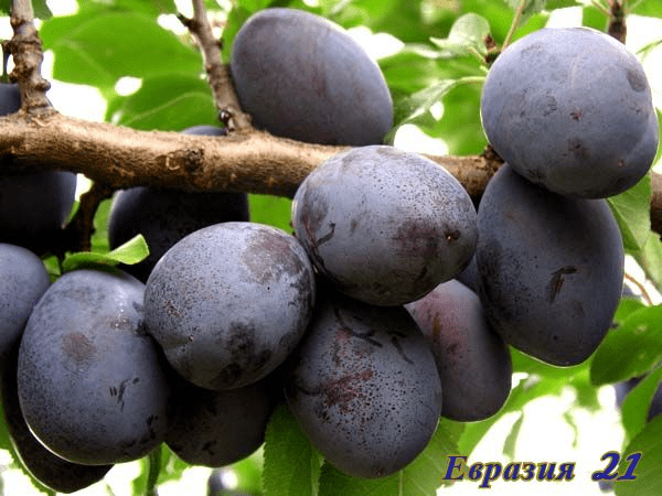 Self-fertile varieties of plums for the Leningrad region