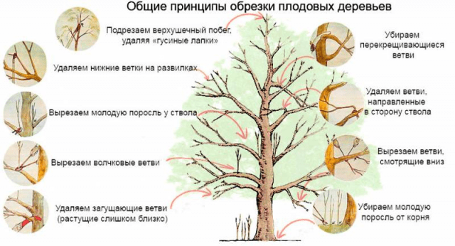 Self-fertile varieties of plums for the Leningrad region