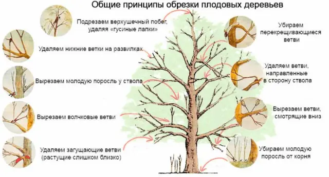 Self-fertile varieties of plums for the Leningrad region