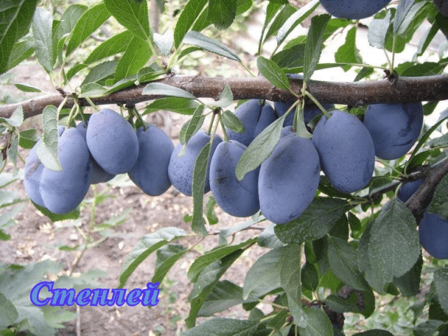 Self-fertile varieties of plums for the Leningrad region