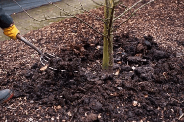 Self-fertile varieties of plums for the Leningrad region