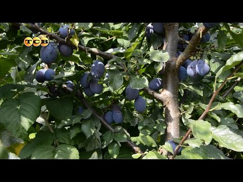 Self-fertile varieties of plums for the Leningrad region