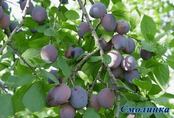 Self-fertile varieties of plums for the Leningrad region