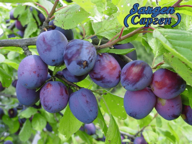 Self-fertile varieties of plums for the Leningrad region