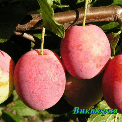 Self-fertile varieties of plums for the Leningrad region