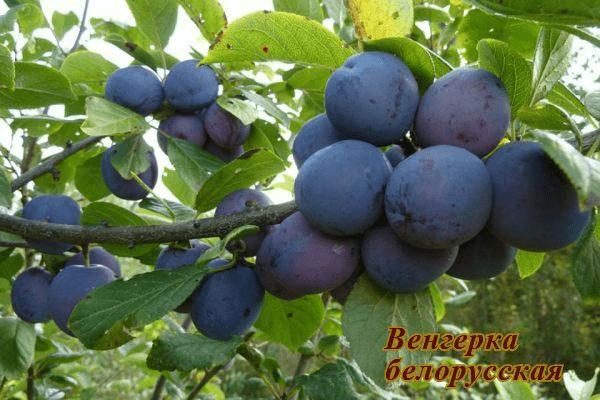 Self-fertile varieties of plums for the Leningrad region