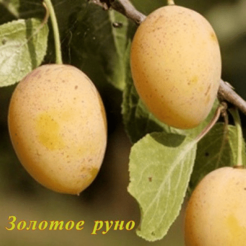 Self-fertile varieties of plums for the Leningrad region