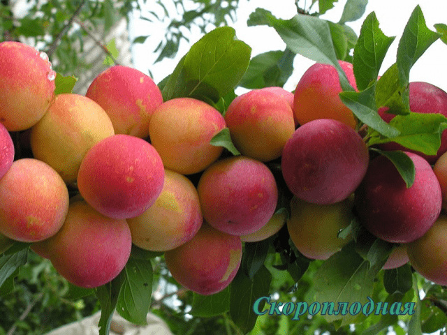 Self-fertile varieties of plums for the Leningrad region