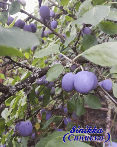 Self-fertile varieties of plums for the Leningrad region