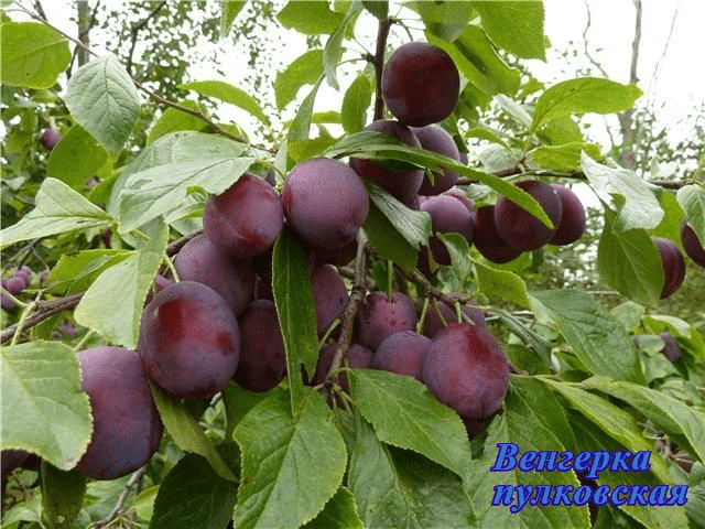 Self-fertile varieties of plums for the Leningrad region