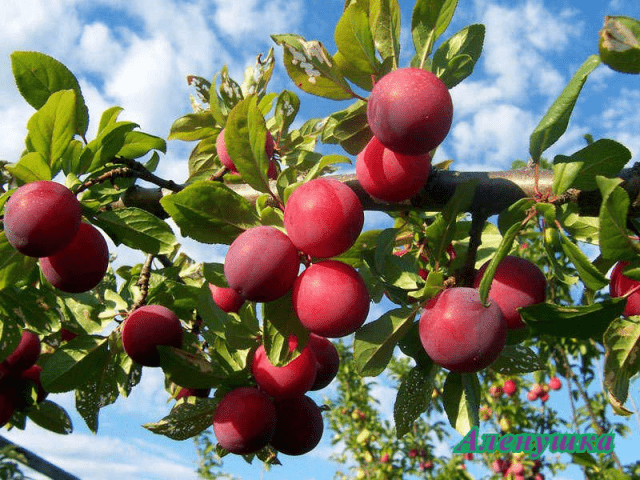 Self-fertile varieties of plums for the Leningrad region