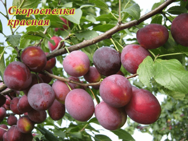 Self-fertile varieties of plums for the Leningrad region