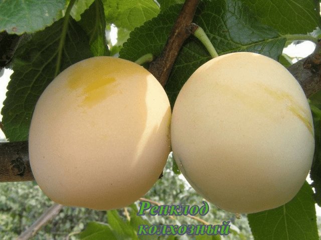 Self-fertile varieties of plums for the Leningrad region