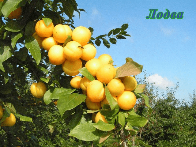 Self-fertile varieties of plums for the Leningrad region