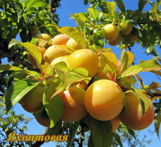 Self-fertile varieties of plums for the Leningrad region