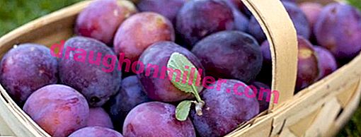 Self-fertile varieties of plums for the Leningrad region