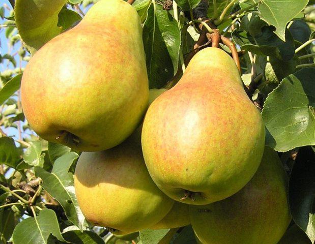 Self-pollinated pear varieties