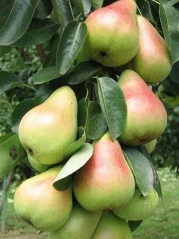 Self-pollinated pear varieties