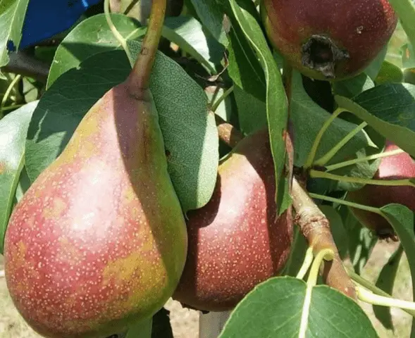 Self-pollinated pear varieties