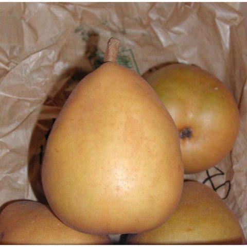 Self-pollinated pear varieties