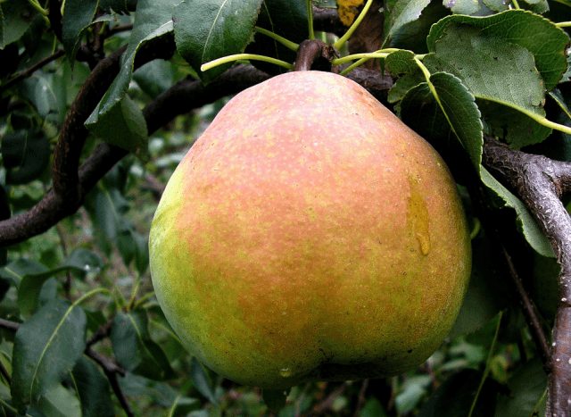 Self-pollinated pear varieties