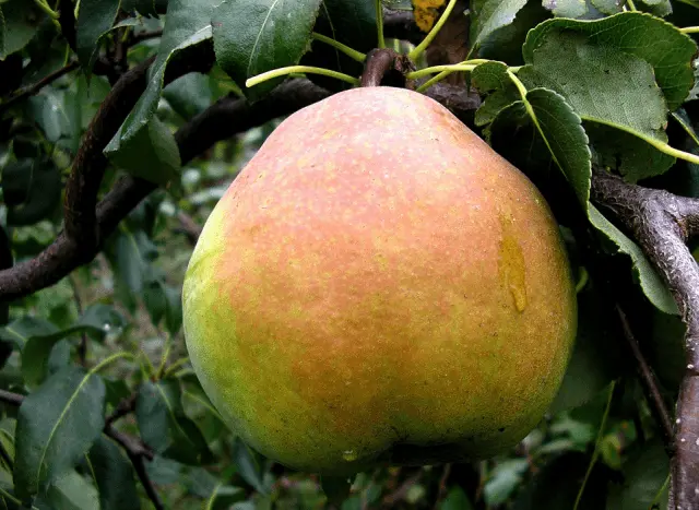 Self-pollinated pear varieties