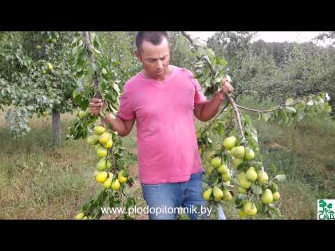 Self-pollinated pear varieties