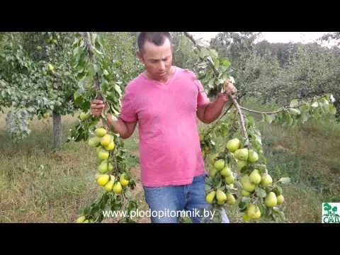 Self-pollinated pear varieties