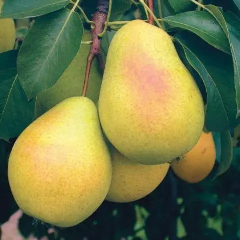 Self-pollinated pear varieties