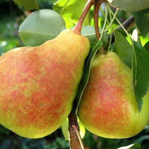 Self-pollinated pear varieties