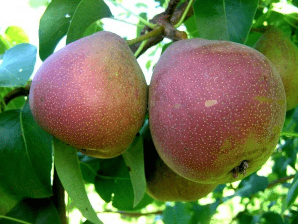 Self-pollinated pear varieties