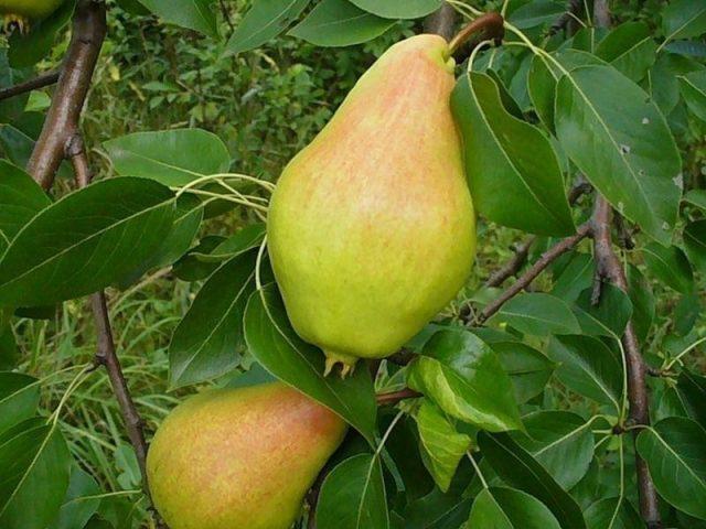 Self-pollinated pear varieties