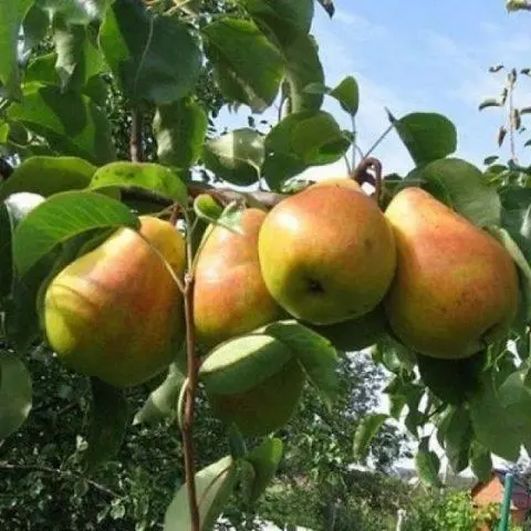 Self-pollinated pear varieties