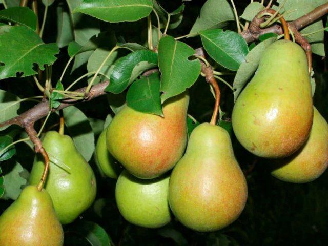 Self-pollinated pear varieties