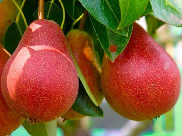 Self-pollinated pear varieties