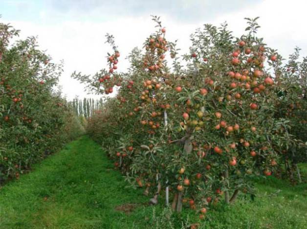 Semi-dwarf varieties of apple trees for the Moscow region