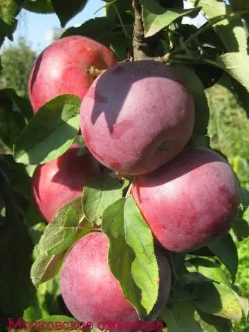 Semi-dwarf varieties of apple trees for the Moscow region