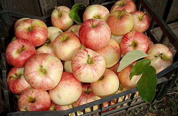 Semi-dwarf varieties of apple trees for the Moscow region