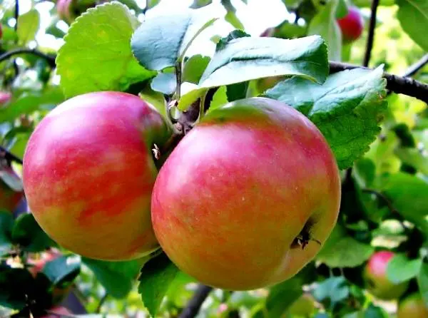 Semi-dwarf varieties of apple trees for the Moscow region