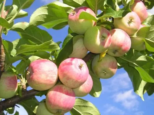 Semi-dwarf varieties of apple trees for the Moscow region