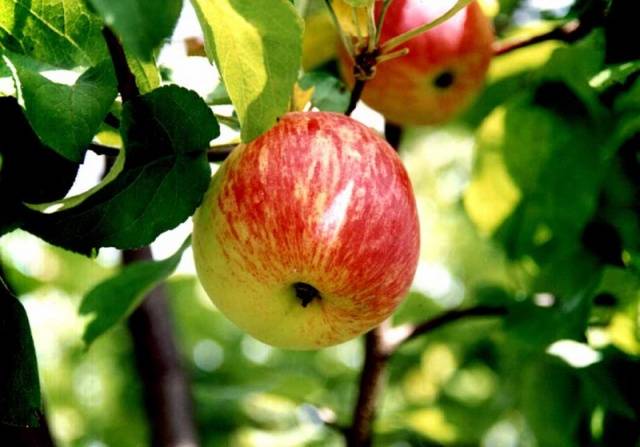 Semi-dwarf varieties of apple trees for the Moscow region