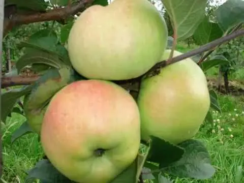 Semi-dwarf varieties of apple trees for the Moscow region