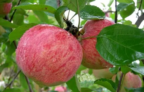 Semi-dwarf varieties of apple trees for the Moscow region