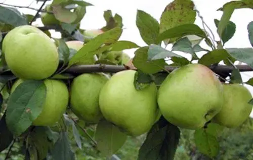 Semi-dwarf varieties of apple trees for the Moscow region