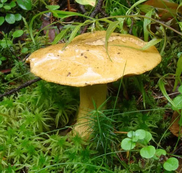 Semi-golden flywheel (Xerocomus hemichrysus) photo and description