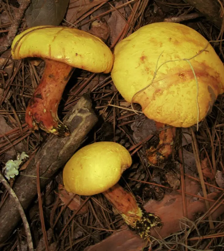 Semi-golden flywheel (Xerocomus hemichrysus) photo and description