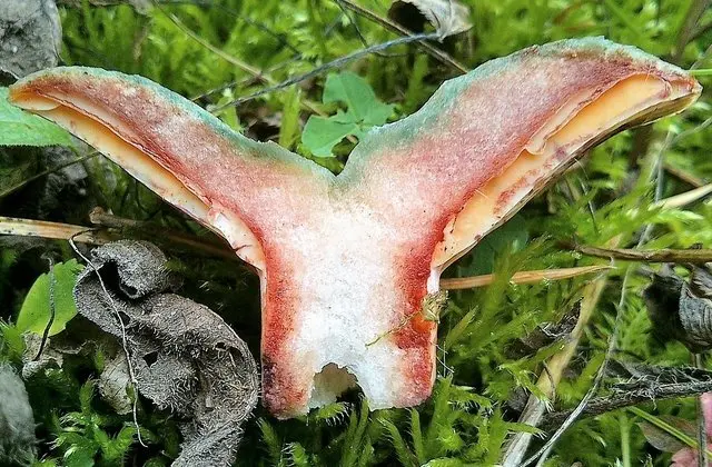 Semi-red Ginger (Lactarius semisanguifluus) photo and description