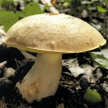 semi-white mushroom