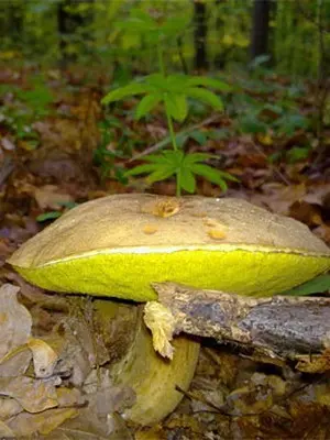 semi-white mushroom